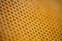 Honeycomb cells filled with honey collected by Honey bees (Apis mellifera), Germany. May.
