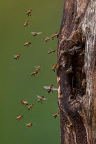 Honey bees (Apis mellifera) starting a colony in an abandoned Black woodpecker nest cavity, Germany. May.