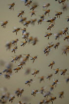 Honey bee (Apis mellifera) swarm, Germany. September.