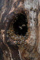 Honey bee (Apis mellifera) worker bees cleaning the wall around the entrance of the nest cavity, view of the cavity / Germany