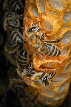 Honey bee (Apis mellifera) worker bees building a queen brood cell (early stage of construction) inside a nest cavity, Germany. August.
