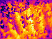 Thermal imaging of Honey bee (Apis mellifera) brood comb. Cooler parts appear darker, warmer parts appear bright in colour. Very bright spots showing worker bees heating brood cells with the help of t...