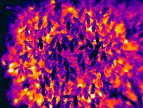 Thermal imaging of Honey bee (Apis mellifera) brood comb. Cooler parts appear darker, warmer parts appear bright in colour. Very bright spots showing worker bees heating brood cells with the help of t...
