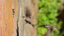 Pair of Sand martins (Riparia riparia) returning to chicks at nest located in old drainage pipes along River Mersey retaining walls, Greater Manchester, UK.