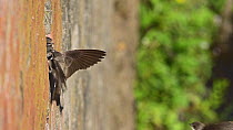 Sand martins (Riparia riparia) returning to chicks in nest located in old drainage pipes along River Mersey retaining walls, Greater Manchester, UK.