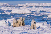 Polar bear (right, foreground) female and her triplets age 23-months triplets, Hudson Bay, Manitoba, Canada. November.