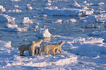 Adult female polar bear (second from left) and her 24-month-old triplets (very unusual for all three to survive), hunting on the sea ice.