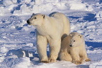 Polar bear cub (Ursus maritimus) resting next to mother as they take a break from traveling on the sea ice. Wapusk National Park, Hudson Bay, Manitoba, Canada