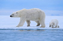 Polar bear (Ursus maritimus) female and her cub (age about 6 months ) walking on the last section of fast-ice near Nordaustlandet, Svalbard Archipelago, Norway, July.