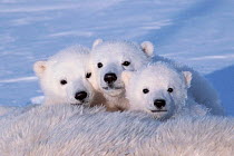 Polar bear cubs (Ursus maritimus) triplets age 2-3 months next to their mother. Wapusk National Park, Manitoba, Canada. February