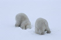 Polar bear (Ursus maritimus) cubs (age 10-11 months) playing together in the snow, mimicking their mother&#39;s hunting behaviour and pretending to break into a ringed seal&#39;s lair beneath the snow...
