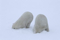 Polar bear (Ursus maritimus) cubs (age 10-11 months) playing together in the snow, mimicking their mother&#39;s hunting behaviour and pretending to break into a ringed seal&#39;s lair beneath the snow...