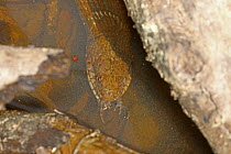 Northern water snake (Nerodia sipedon), eating American toad (Anaxyrus americanus), Maryland, USA. April.