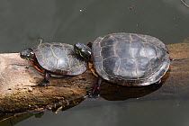 Painted turtles (Chrysemys picta) basking, Maryland, USA. May.