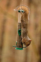 Eastern gray squirrel (Sciurus carolinensis), feeding from bird feeder, Maryland, USA. March.