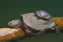 Snapping turtle (Chelydra serpentina) and painted turtle (Chrysemys picta) basking, Maryland, USA. May.