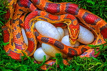 Corn snake (Pantherophis guttatus), female with recently laid eggs, captive, native to Eastern United States