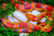 Corn snake (Pantherophis guttatus), female with recently laid eggs, captive, native to Eastern United States