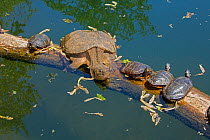 Snapping turtle (Chelydra serpentina) and painted turtles (Chrysemys picta) basking, Maryland, USA. May.