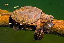 Snapping turtle (Chelydra serpentina) and Painted turtles (Chrysemys picta) basking, Maryland, USA. May.