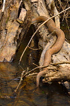 Northern water snake (Nerodia sipedon), Maryland, USA. April.