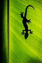 Turnip-tailed gecko (Thecadactylus rapicauda) silhouetted against banana leaf, Arenal, Costa Rica