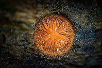 Eyelash fungus (Scutellinia spp.), Marshwood Vale, Dorset, England, UK, April.