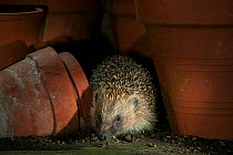 Hedgehog (Erinaceus europaeus) in flower pots, Uplyme , Devon, England, UK, July.