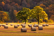 Harvest scene with round straw bales, near Pitlochry, Perthshire, Scotland, October 2019.