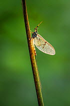 Grey drake mayfly (Ephemera danica), Powerstock Common, Dorset, England, UK, May 2020.