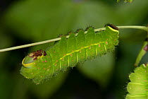 Luna moth (Actias luna) caterpillar, Florida, USA. June.