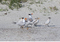 Royal tern (Sterna maxima) adults and chicks, North Florida, USA, June.