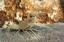 Big Cheeked crayfish( Procambarus deilcata) male, Endemic to Ocala National Forest, USA. Species known from only one cave system and not documented since 1985.Critically endangered