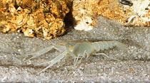 Big Cheeked crayfish( Procambarus deilcata) male Endemic to Ocala National Forest, USA. Species known from only one cave system and not documented since 1985.Critically endangered