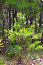 Sand pine tree (Pinus clausa) Florida, USA. May.
