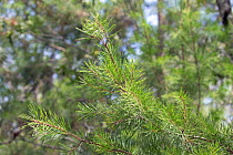 Sand pine tree (Pinus clausa) close up of needles Florida, USA. May.