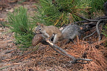 Chickaree or Pine Squirrel (Tamiasciurus douglasii) gathering pine cones for the winter months. Rocky Mountain National Park, Colorado, USA. October.