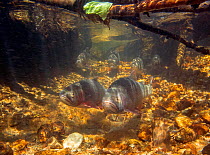 Two Greenback cutthroat trout (Oncorhynchus clarkii stomias) moving upstream in spawning run, Neota Wilderness Area, Colorado, USA.