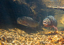 Two Greenback cutthroat trout (Oncorhynchus clarkii stomias) in spawning stream prior to continuing upstream. Neota Wilderness Area, Colorado, USA.