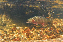 Greenback cutthroat trout (Oncorhynchus clarkii stomias) swimming with its mouth open. Fish do this to take in more water across their gills hence they derive more oxygen from that water flow. Neota W...