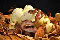 Bushmaster snake (Lachesis muta muta) hatching, captive, occurs in Brazil and Guiana.
