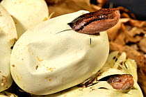 Bushmaster snake (Lachesis muta muta) hatching, captive, occurs in Brazil and Guiana.