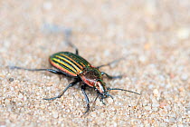 Ground beetle (Carabus nitens). Dwingelderveld National Park, The Netherlands. May.