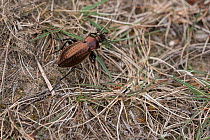 Ground beetle (Carabus arcensis). Dwingelderveld National Park, The Netherlands. May.