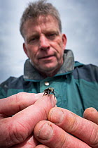 Researcher holding Ground beetle (Carabidae) , caught in weekly trapping. Long-term monitoring. has revealed a 72 percent reduction in Ground beetle numbers in past 22 years. Dwingelderveld National P...