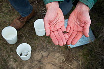 Researcher holding Ground beetle (Carabidae) caught in pitfall trap. Long-term monitoring has revealed a 72 percent reduction in Ground beetle numbers in past 22 years. Dwingelderveld National Park, T...