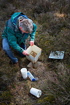 Researcher emptying Ground beetles (Carabidae) from pitfall trap. Long-term monitoring has revealed a 72 percent reduction in Ground beetle numbers in past 22 years. Dwingelderveld National Park, The...