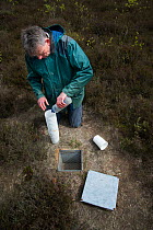 Researcher at pitfall trap used to collect Ground beetles (Carabidae). Long-term monitoring has revealed a 72 percent reduction in Ground beetle numbers in past 22 years. Dwingelderveld National Park,...