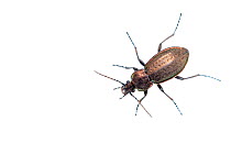 Ground beetle (Carabus arcensis) caught in weekly trapping, part of long-term research that has revealed a 72 percent reduction in Ground beetle numbers in past 22 years. Dwingelderveld National Park,...