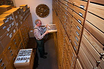 Entomologist looking at pinned Moth (Lepidoptera) specimens in collection. Nature Museum Brabant, Tilburg, The Netherlands. 2019.